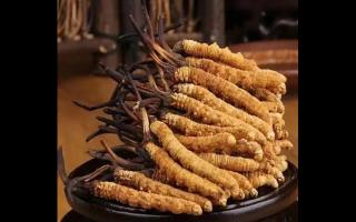 為什么藏民手里的蟲草比網上貴？