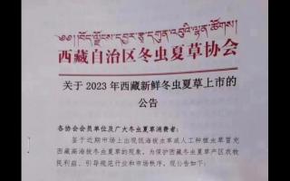 2023年西藏各產區新鮮冬蟲夏草上市時間表