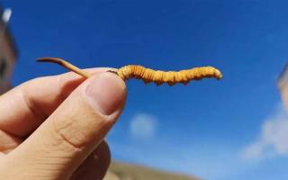 體驗純凈的自然風(fēng)味，選擇冬蟲夏草