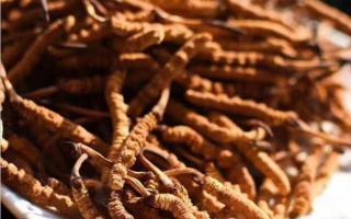 了解冬蟲夏草：起源、生長環(huán)境與特點！