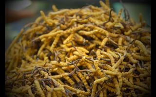如何正確保存與使用冬蟲夏草產(chǎn)品？