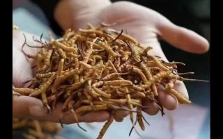 新鮮冬蟲夏草怎么保存，謹記五要素！