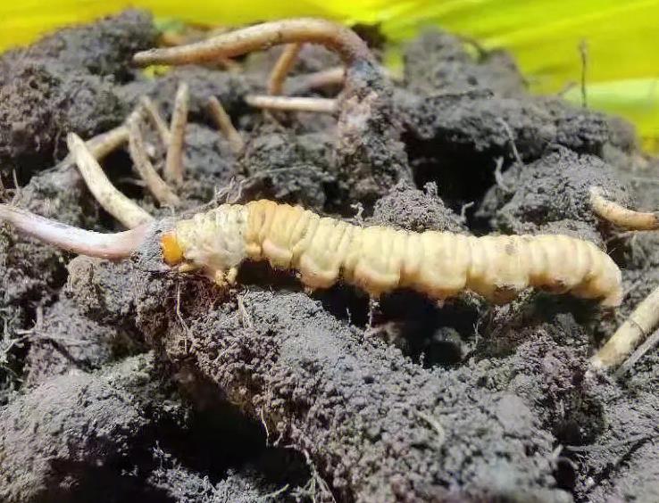 冬蟲夏草的產量每年增長多少
