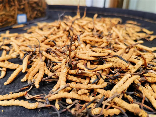 哪些人不能吃冬蟲夏草？這5類人慎食冬蟲夏草