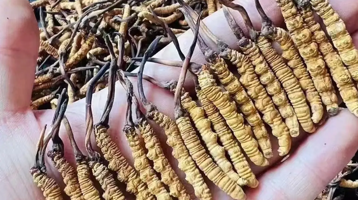 探秘冬蟲夏草的故鄉：核心產地全解析