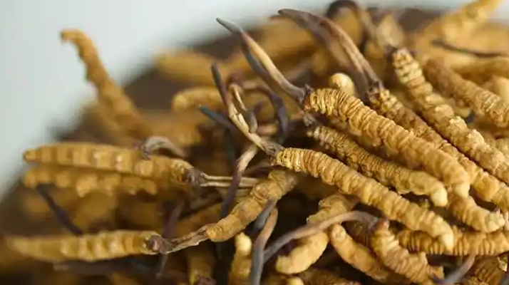比如扎拉鄉：冬蟲夏草的高原瑰寶
