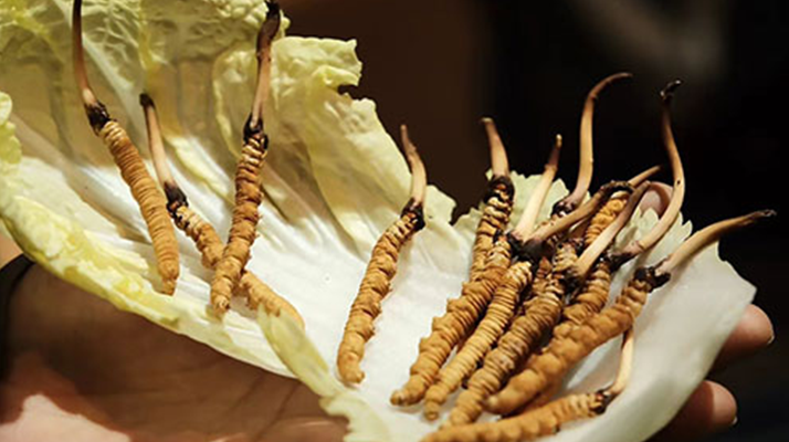 冬蟲夏草為何鮮的好？深度解析鮮蟲草的獨特優勢