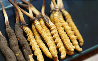 鮮冬蟲(chóng)夏草什么季節(jié)最好？滋補(bǔ)時(shí)機(jī)大揭秘