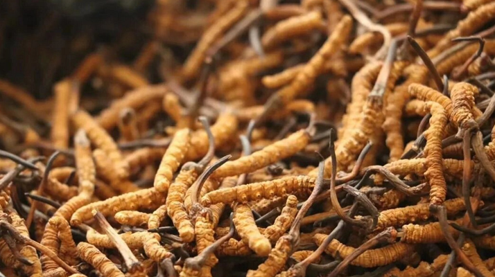 正宗冬蟲夏草一斤多少錢？價(jià)格背后的市場(chǎng)真相與選購指南?