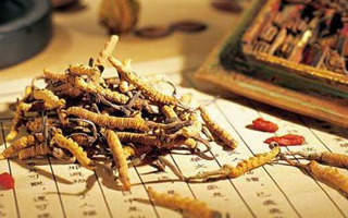 長期吃冬蟲夏草的好處：傳統滋補與現代健康的奇妙碰撞